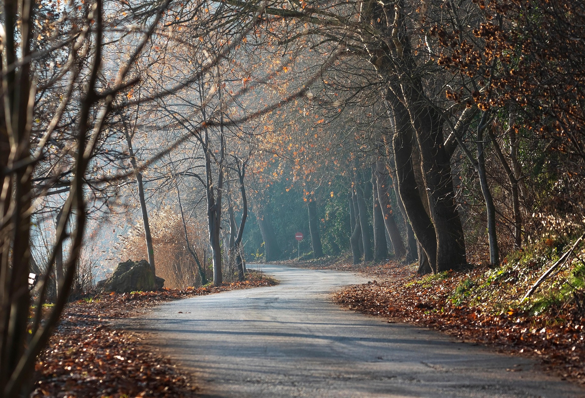 Road in The New Forest